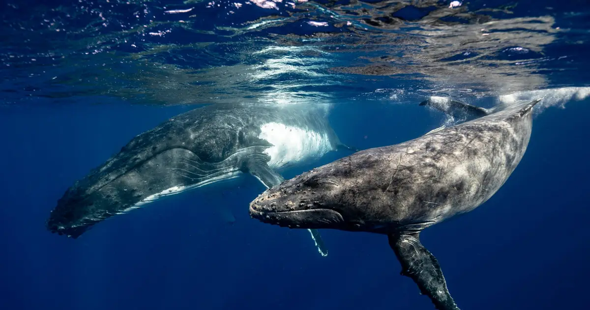 Videos capture humpback whales stopping to snack as they migrate along Australia's coast