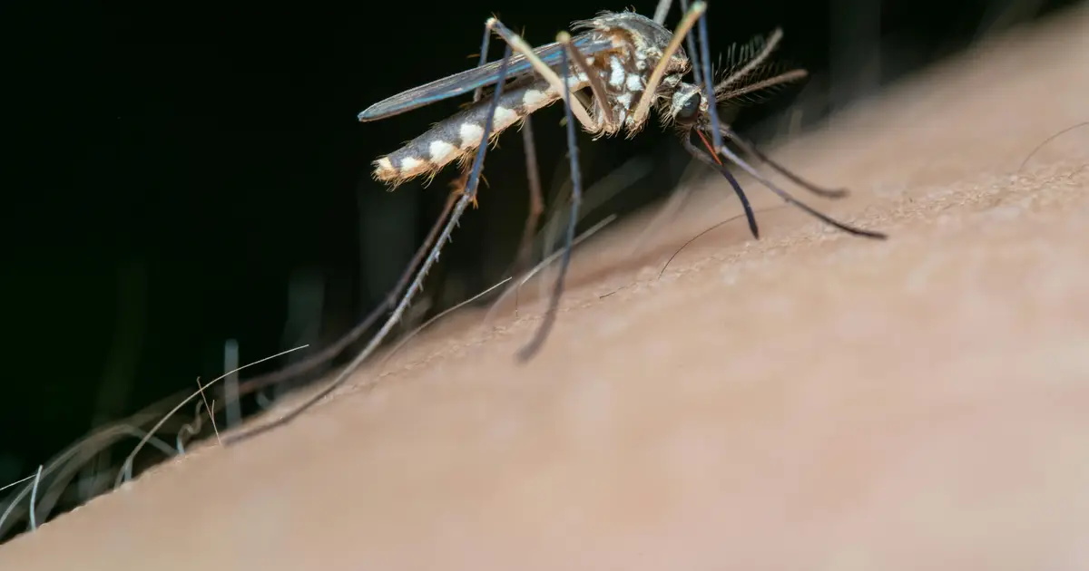 No 'magic bullet' for malaria—elimination will require a combination of tools, say global health expert