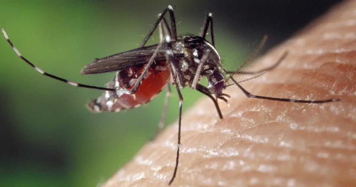 Why some people are mosquito magnets while others get away unbitten