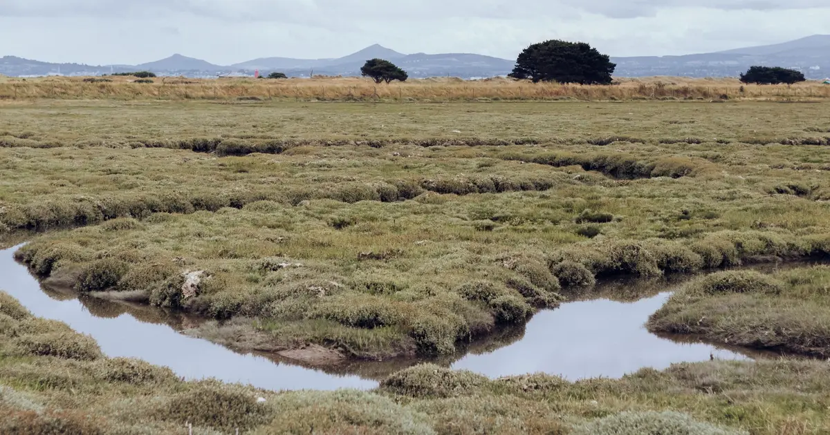 Report details ecological characterization of peatlands and coastal lagoons in EU