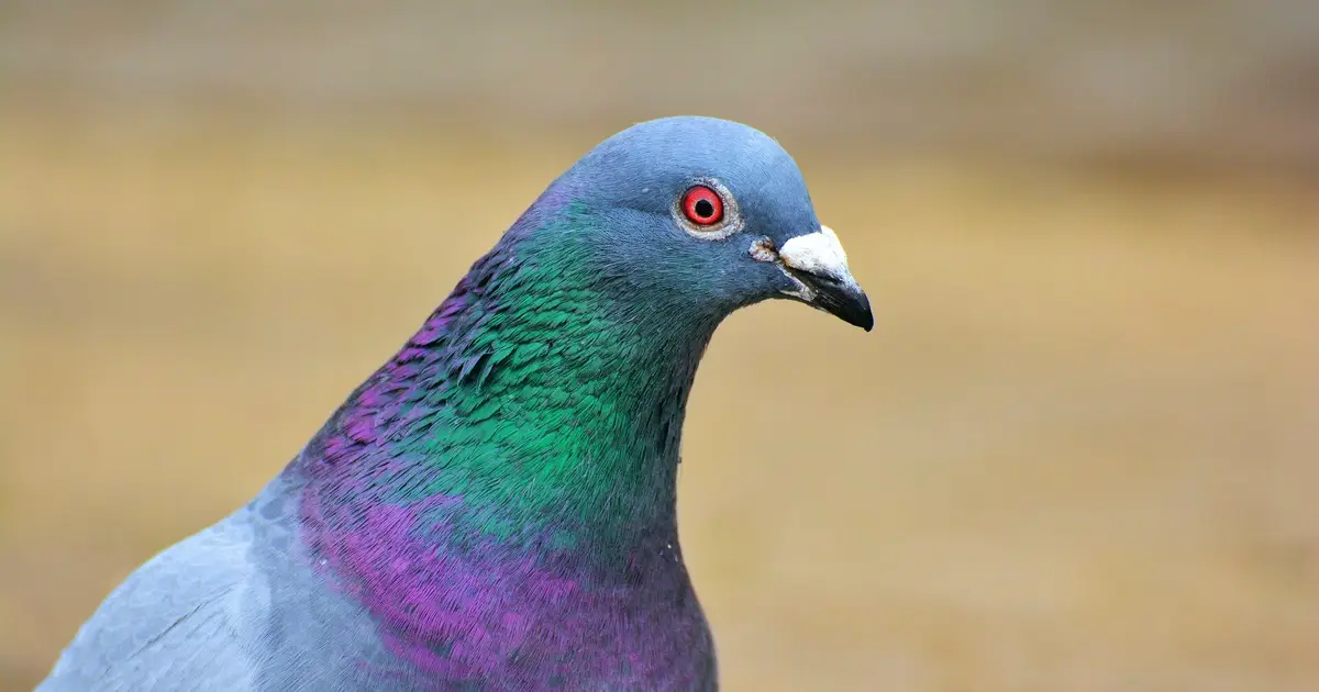 Pigeons' proposed inner-ear compass runs into a noise problem