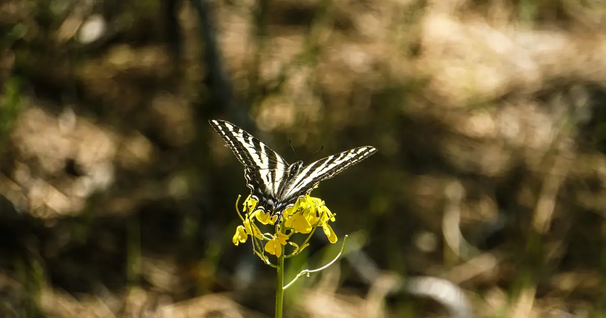 Protecting pollinating insects could improve diets and livelihoods worldwide