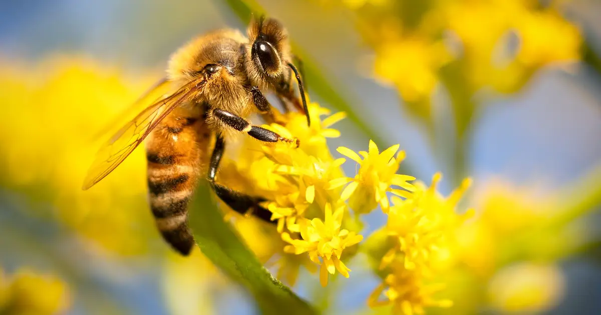 EU risks a crisis if it fails to halt pollinator loss, researchers warn
