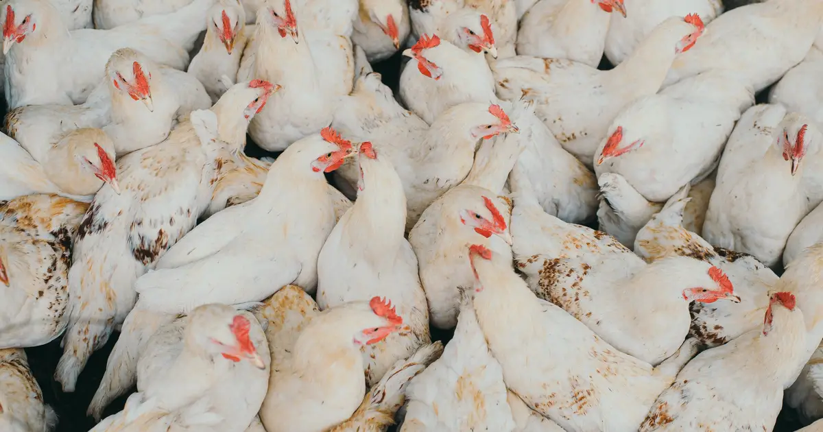 New research offers practical biosecurity tools to limit poultry disease spread