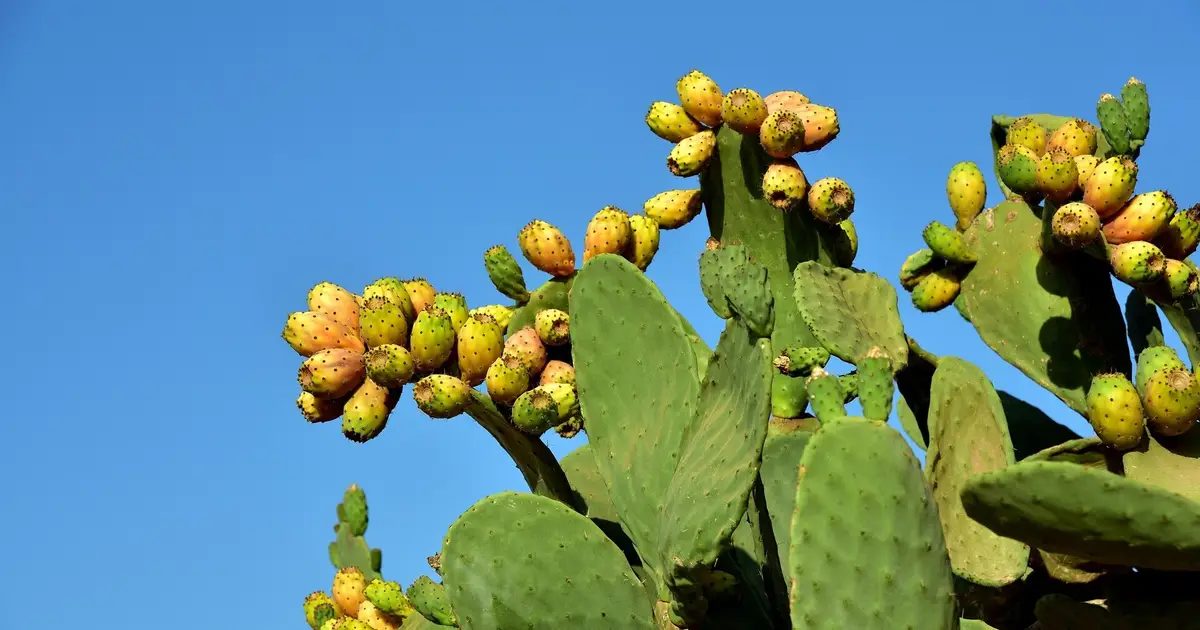From nuisance to new resource: Prickly pear could support fuels, foods and rural growers