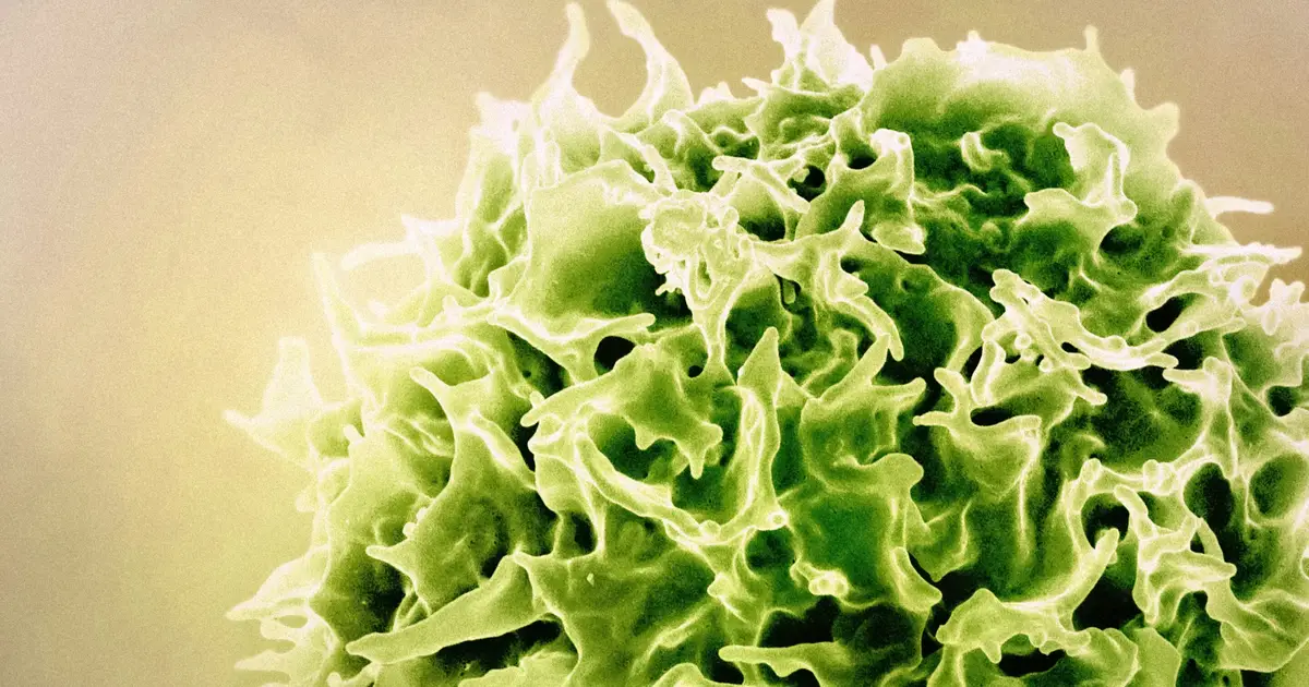 Immune cells have a 'sense of touch,' scientists discover