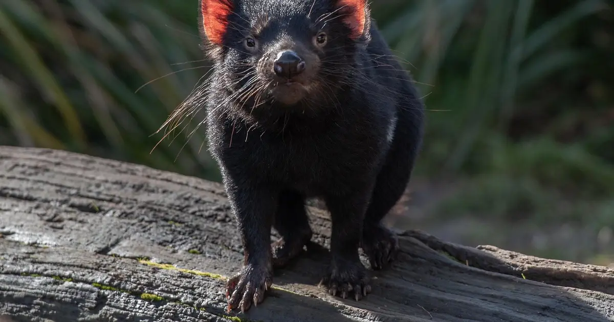Iconic Australian mammals could be at real risk from bird flu. Could they be protected with vaccines in baits?