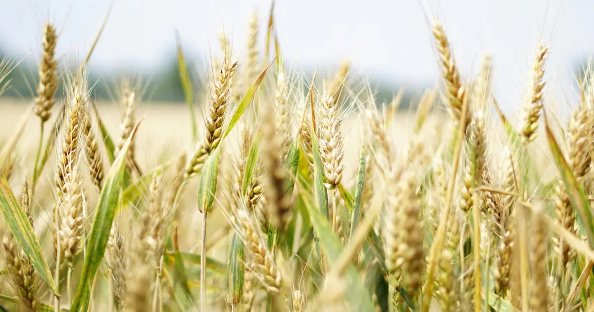 Early heat waves hit wheat yields hardest but boost resilience to subsequent heat waves