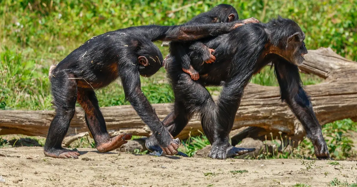 Chimpanzees' unusually protracted and vulnerable adolescences