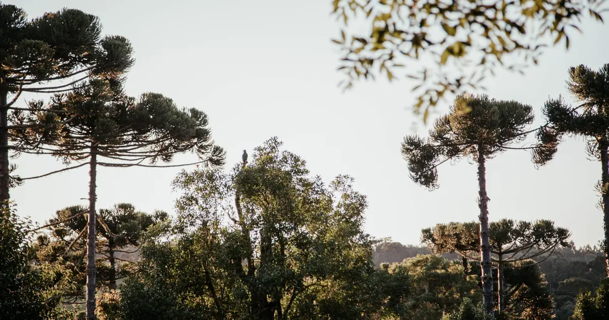 Brazil's highland forest has been shaped by climate change and Indigenous people for 6,000 years