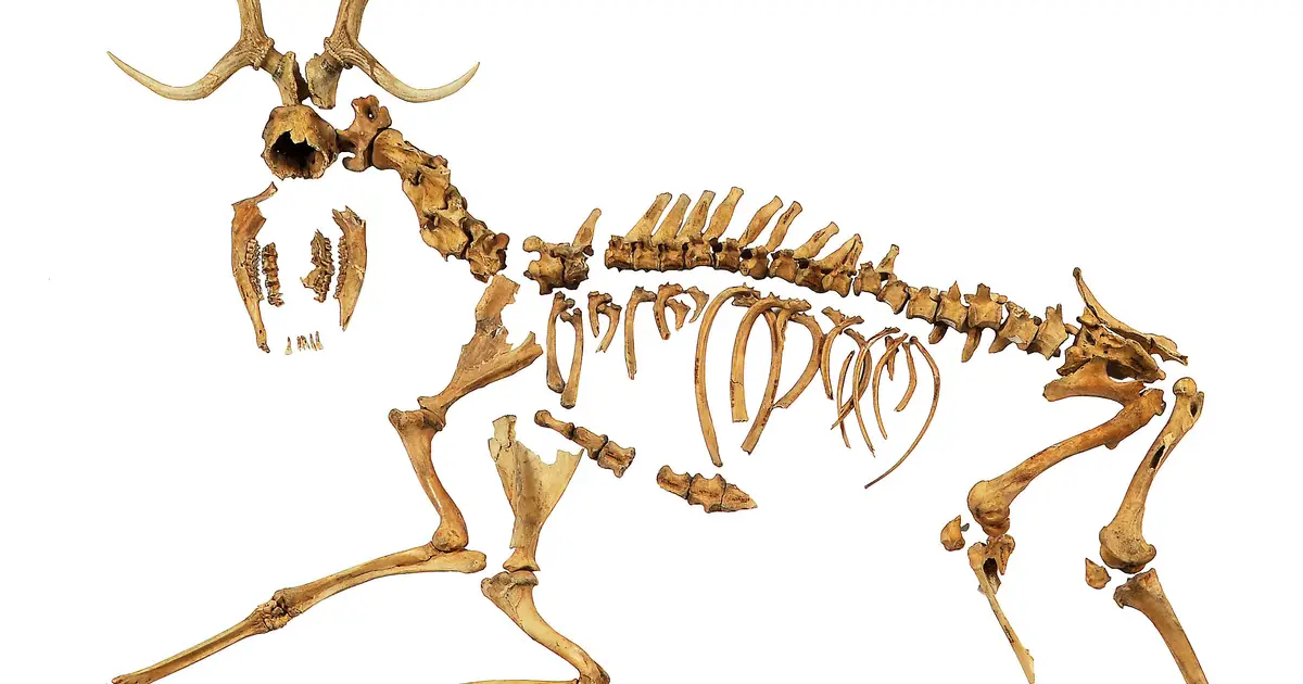 120,000-year-old European fallow deer—tracing the loss of genetic diversity