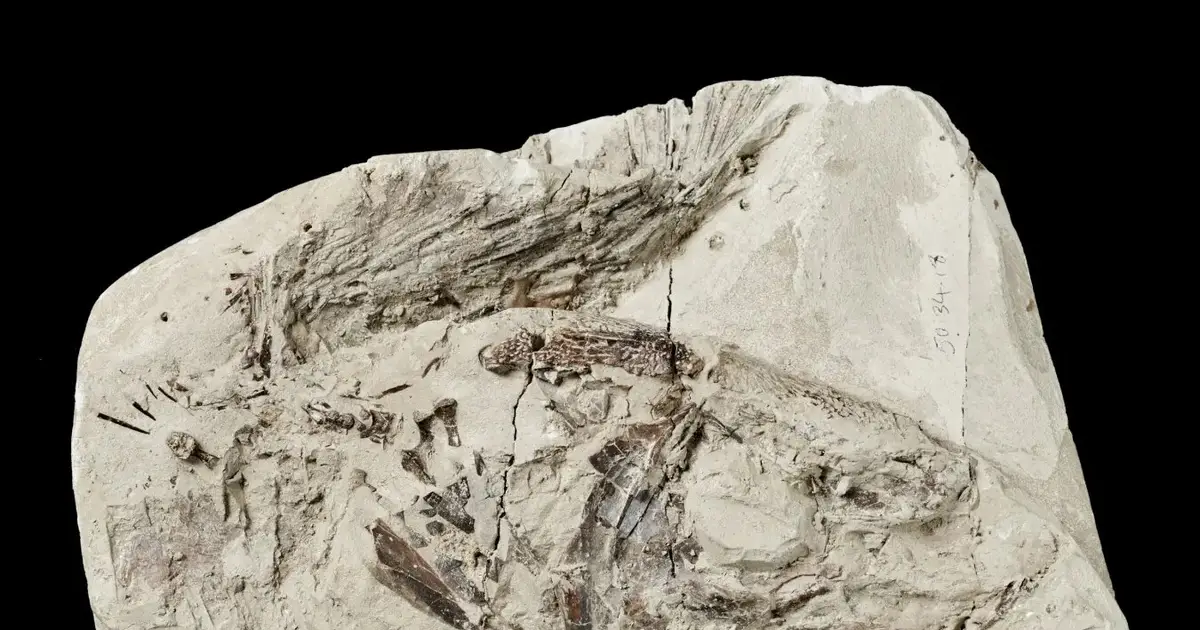 Missing link in evolution of ancient fish found in 150-year-old museum specimen