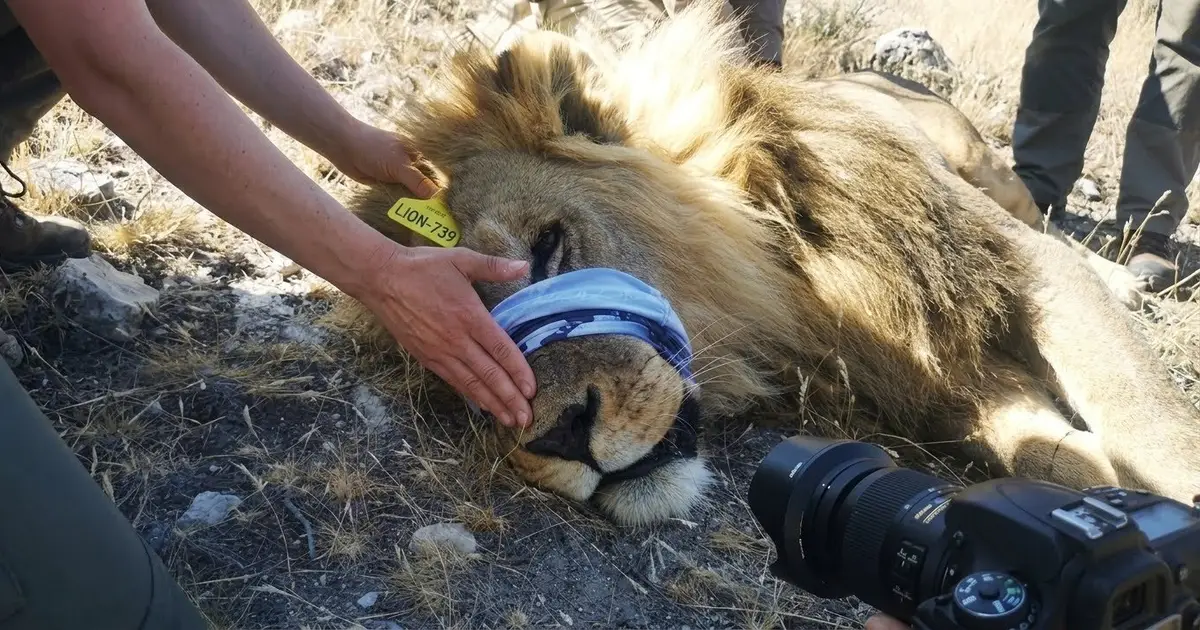 Lion droppings yield previously unknown microbial species, exposing hidden diversity inside Africa's big cats