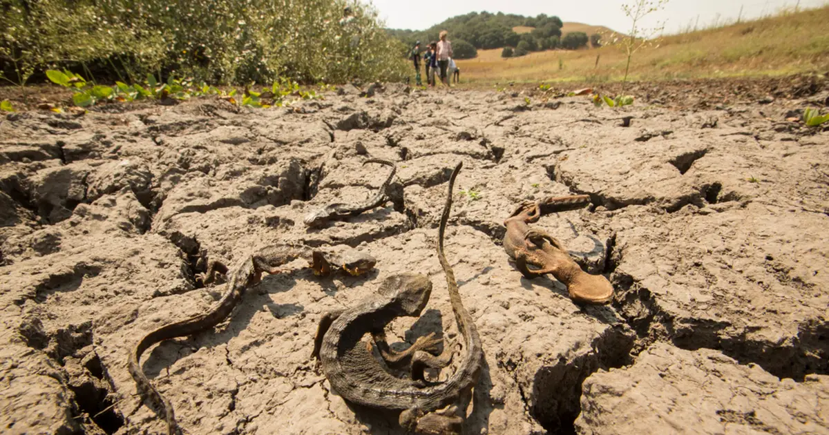 Shrinking water bodies can turn drought into disease hotspots or dead ends