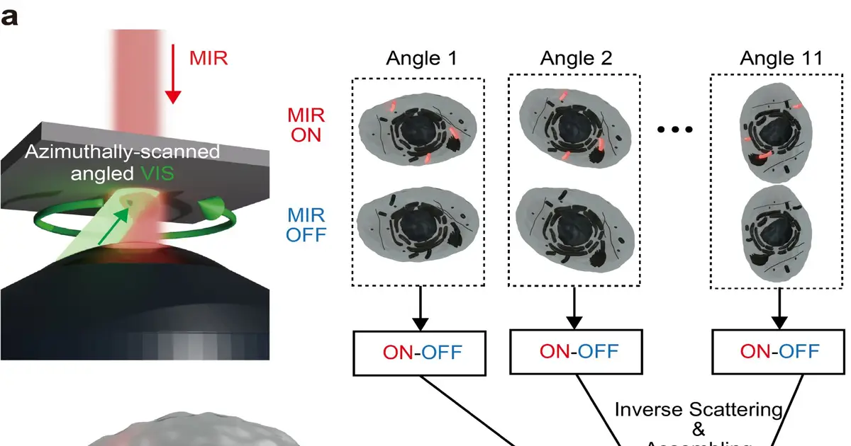High-speed microscopy captures 3D images of living cells nearly 400 times faster