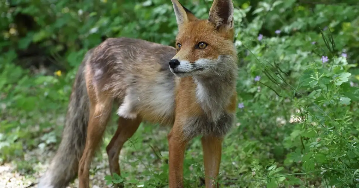 Forty years on from the disaster, why there are foxes, bears and bison again around Chernobyl