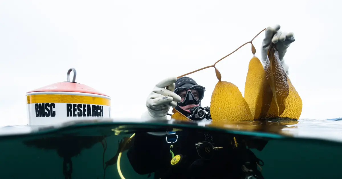 50 years of data reveals true extent of climate change impacts on kelp forests