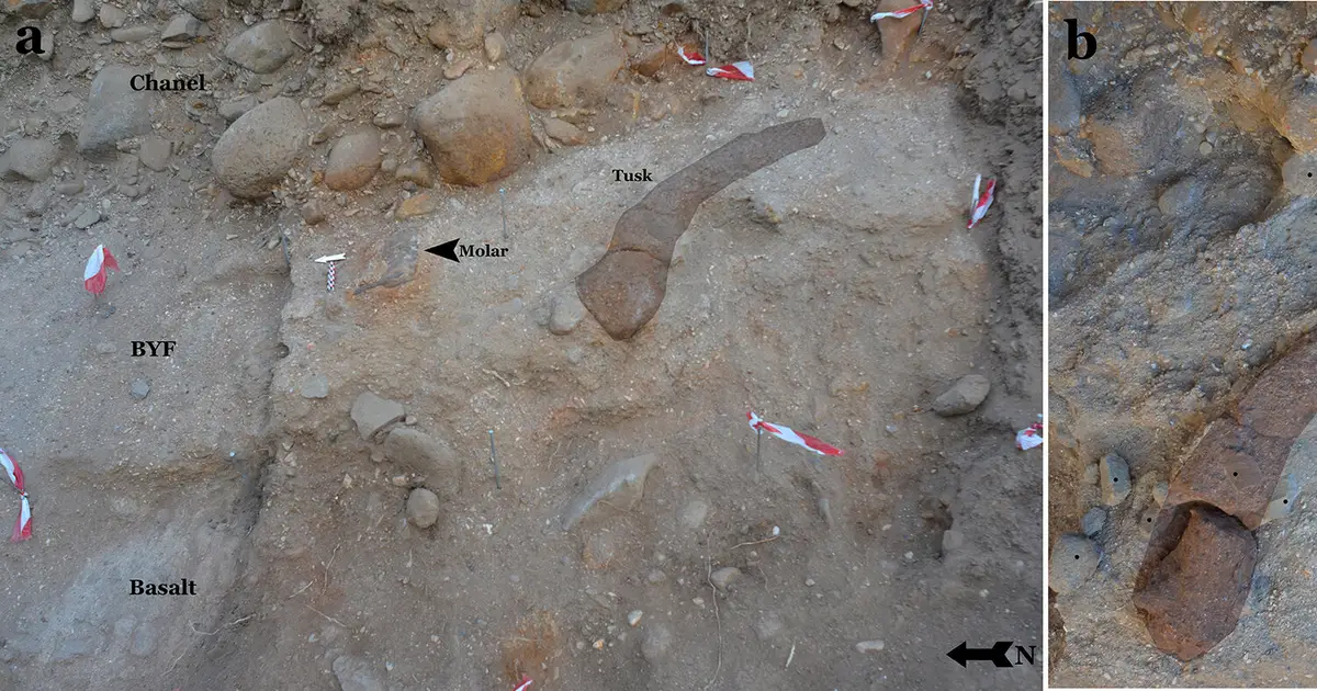 700,000-year-old elephant tooth reveals a lost ecosystem shared by early humans in the Levant