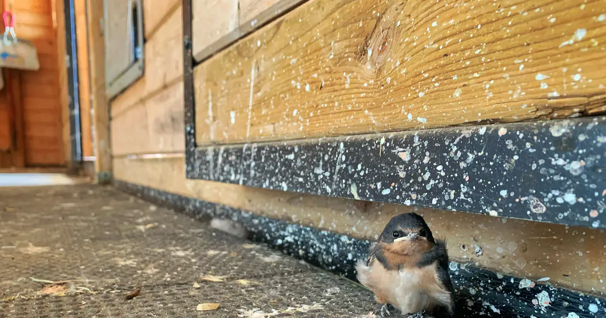 A baby bird's wish list: Mild weather, attentive parents, not being the smallest sibling