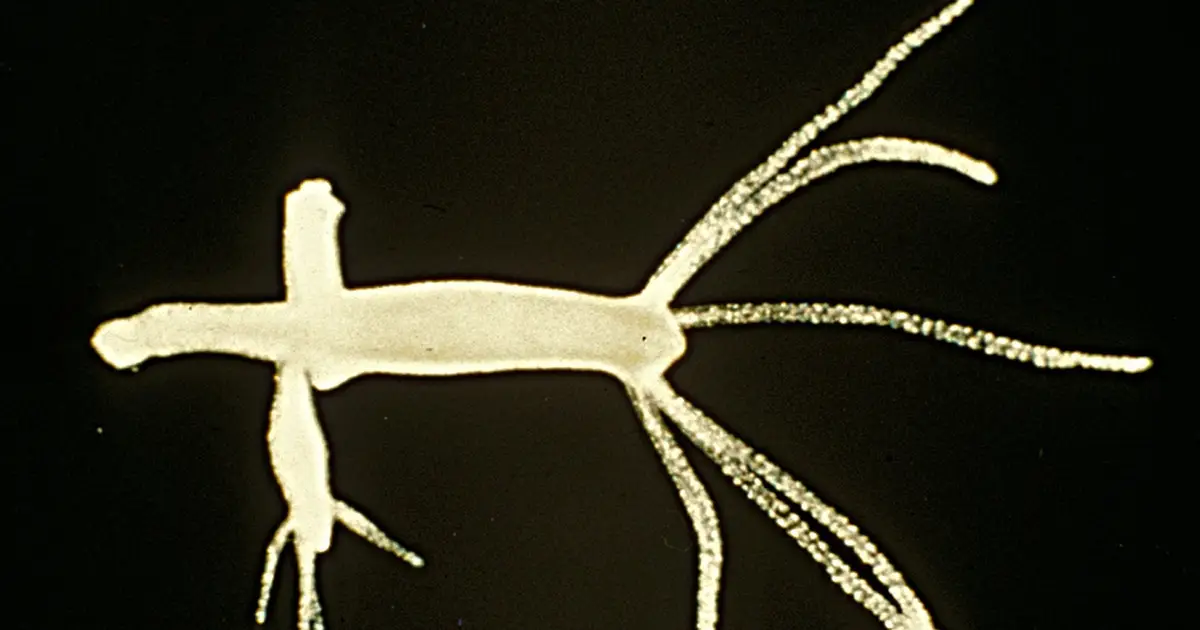 Hydra loses its immortality after cold triggers switch to sexual reproduction