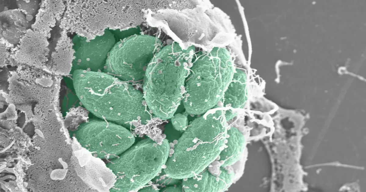 Breaking and entering: How parasites prepare host cells for invasion