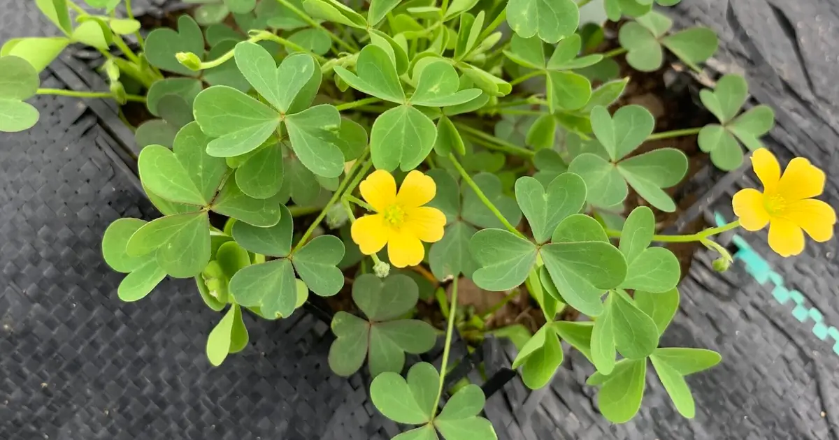 Researchers find that some weeds get supercharged by an indirect hit of herbicide
