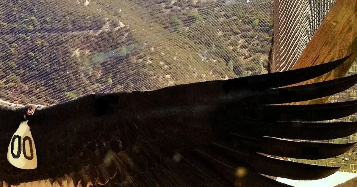 Who should have a say in which species are saved? The California condor offers lessons for a global biodiversity treaty