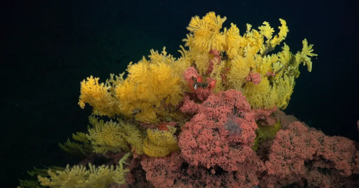 A coral among the stars: New species discovered on Costa Rica's deep-sea seamounts