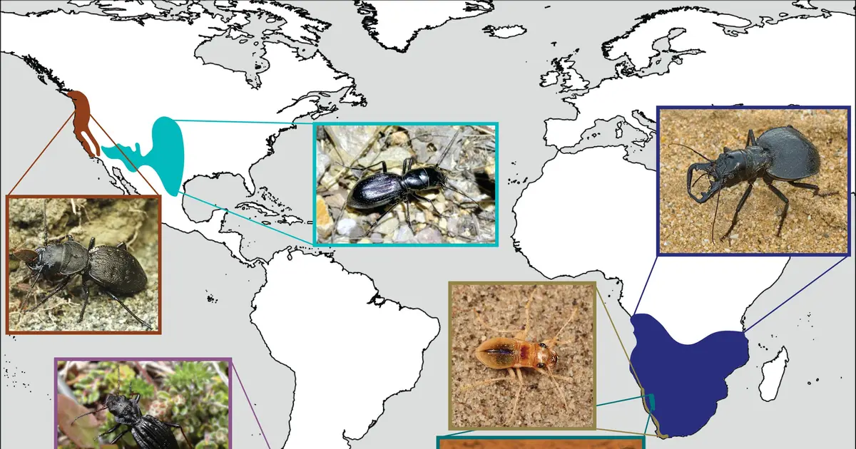 Solving the mystery behind a flightless beetle's transatlantic journey