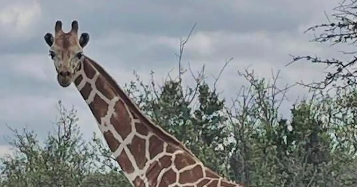 A giraffe named Gracie escaped in Texas. No one can seem to find her