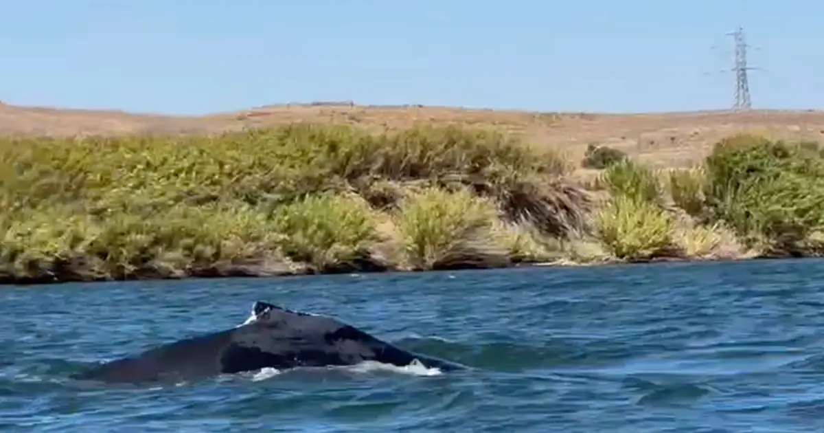 A humpback whale was spotted in a California river, 60 miles from its Pacific Ocean home