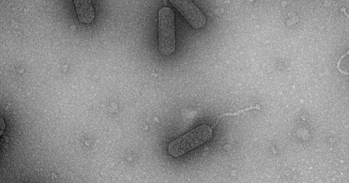 A 'library' of bacteria-killing viruses: Harnessing the power of phages