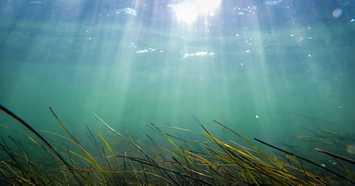 A longer, hotter reality surrounds marine heat waves, research reveals