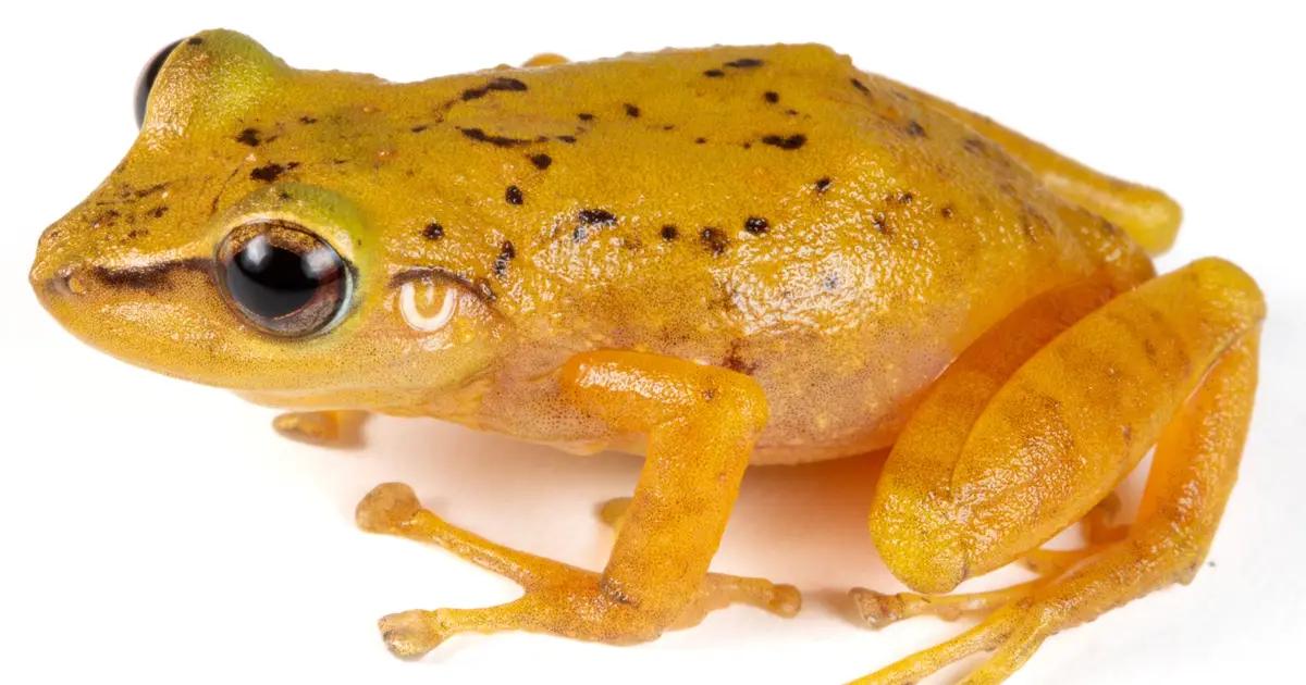 How a mystery kept in London led to the discovery of a new Ecuadorian frog