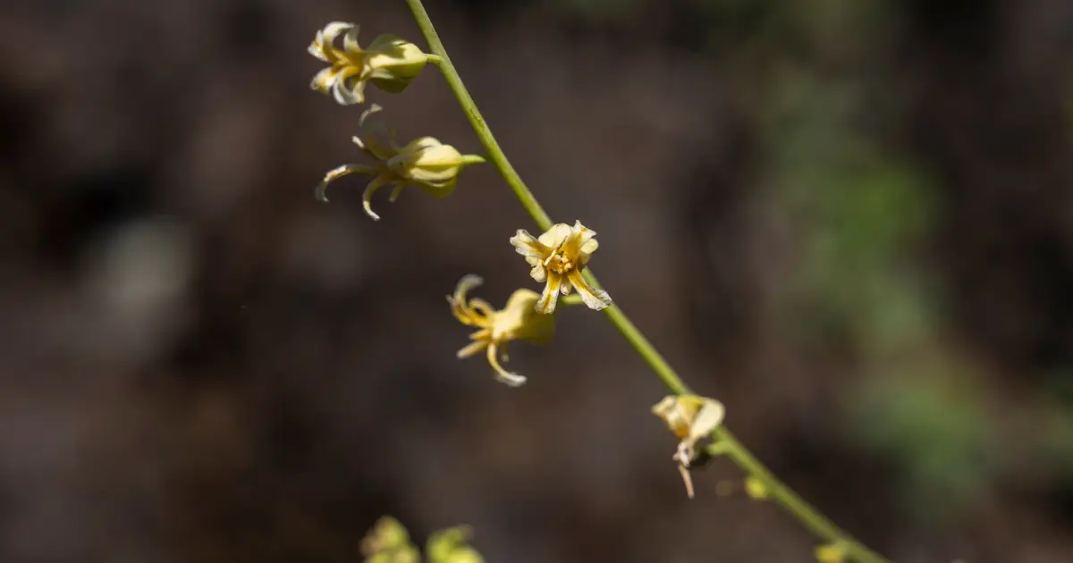 A native California wildflower isn't keeping up with climate change