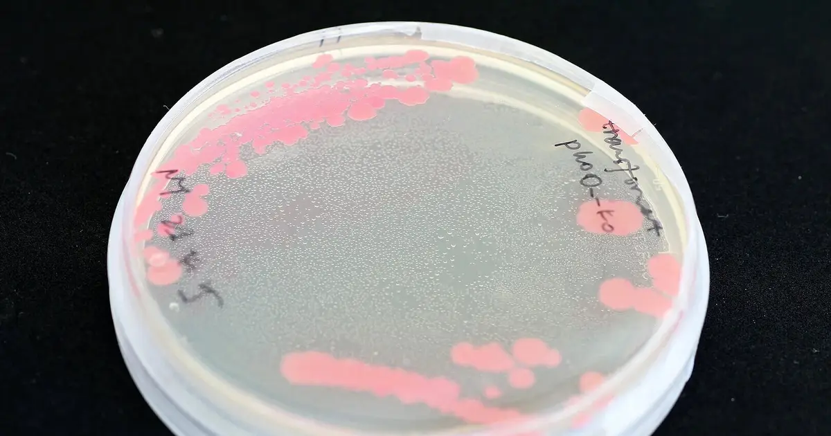 Sequential antibiotic strategy can weaken dangerous pathogens
