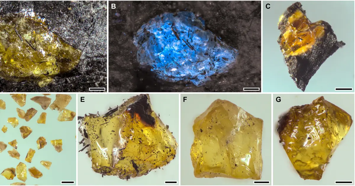 A new record holder for the world's oldest amber discovered in China