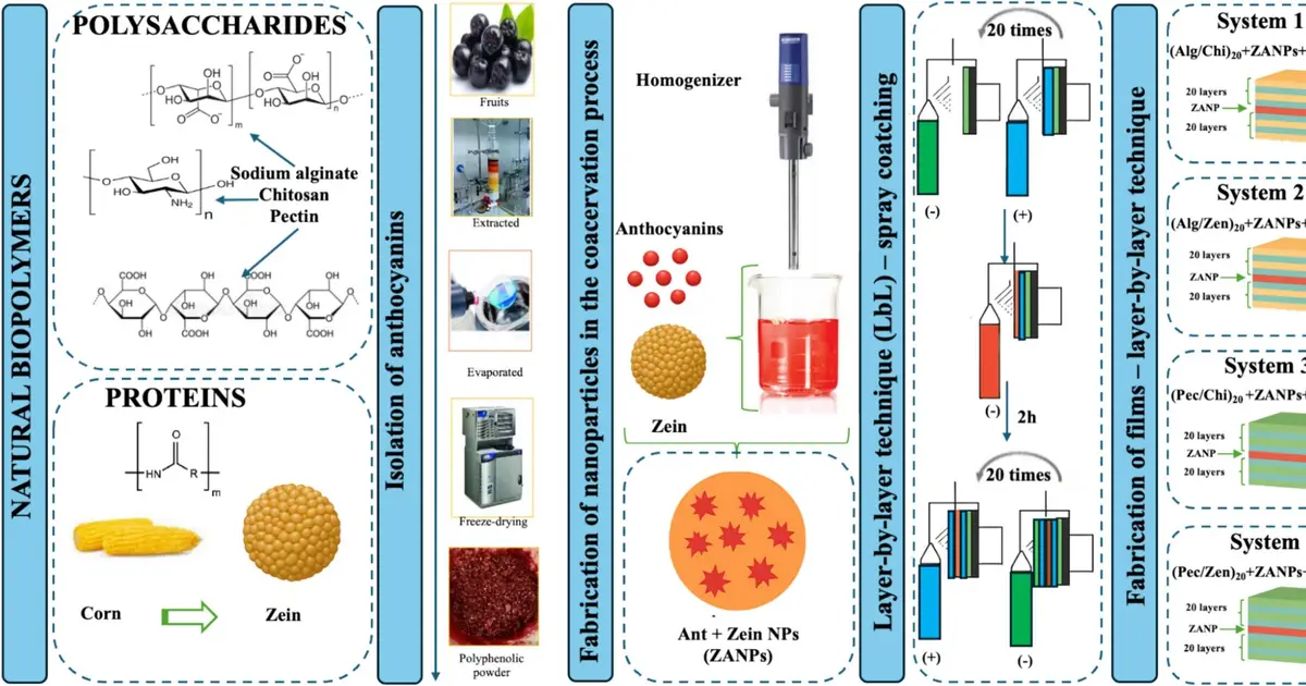 A pectin and chitosan film to protect bioactive compounds in foods and therapies