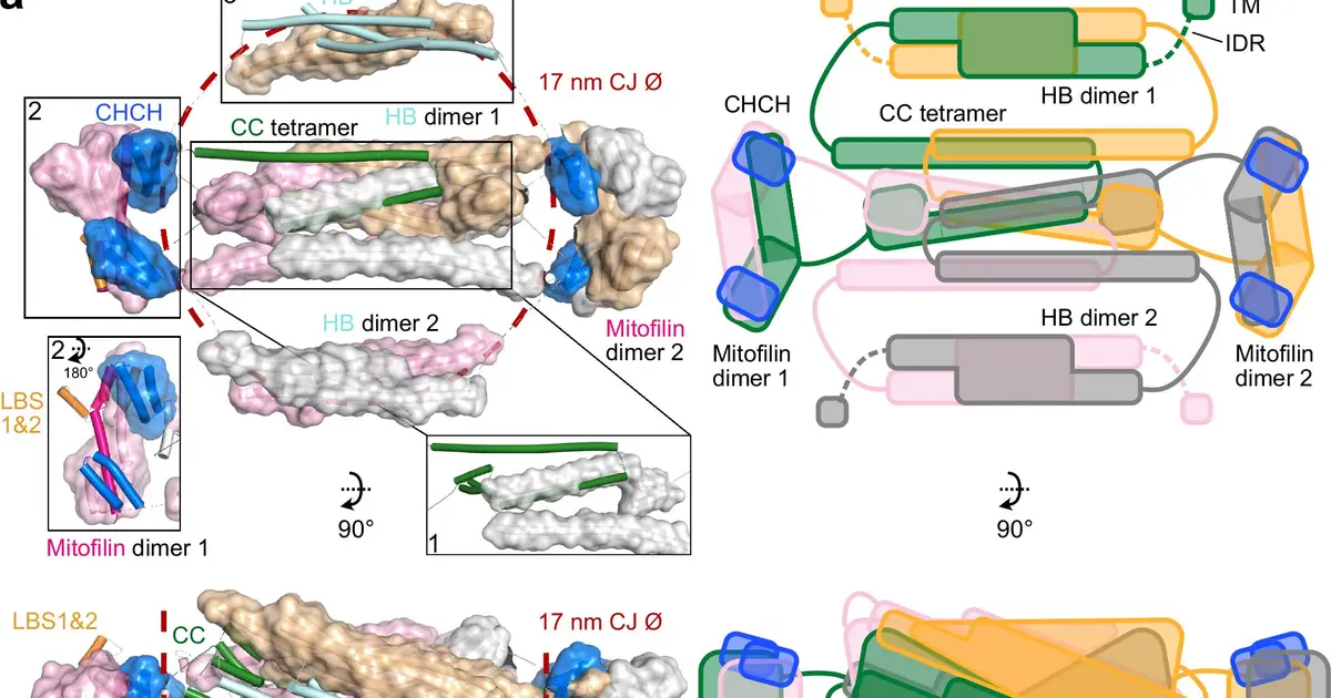 Flexible protein gate controls access to mitochondrial folds, simulations suggest