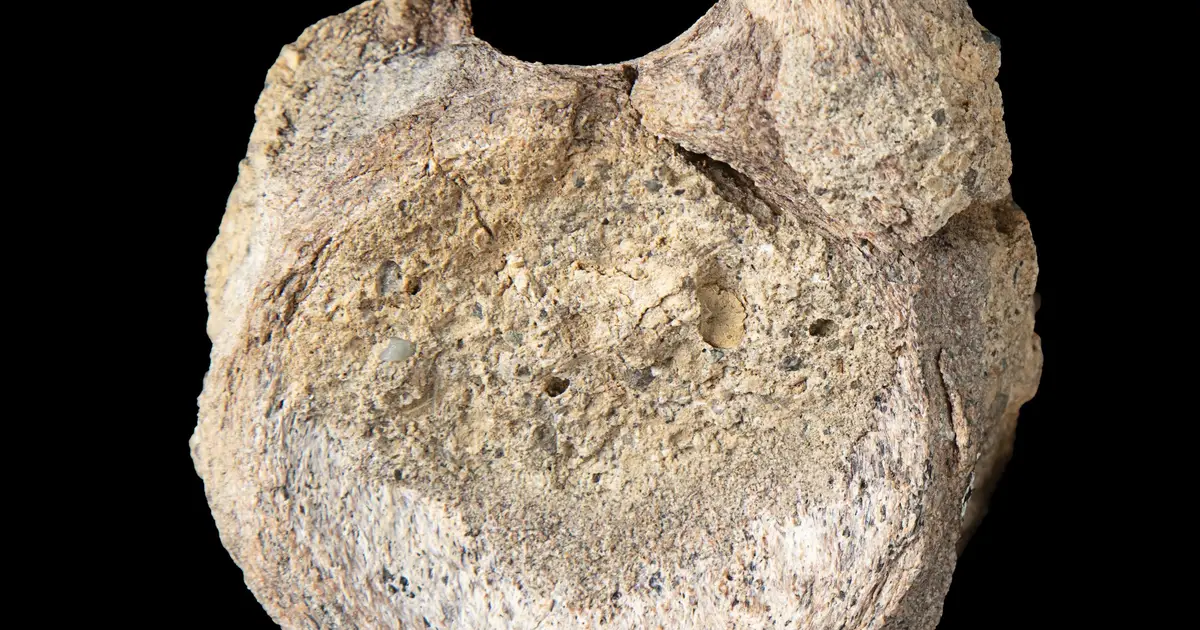 A rare dinosaur fossil from Antarctica is found tucked away in a drawer