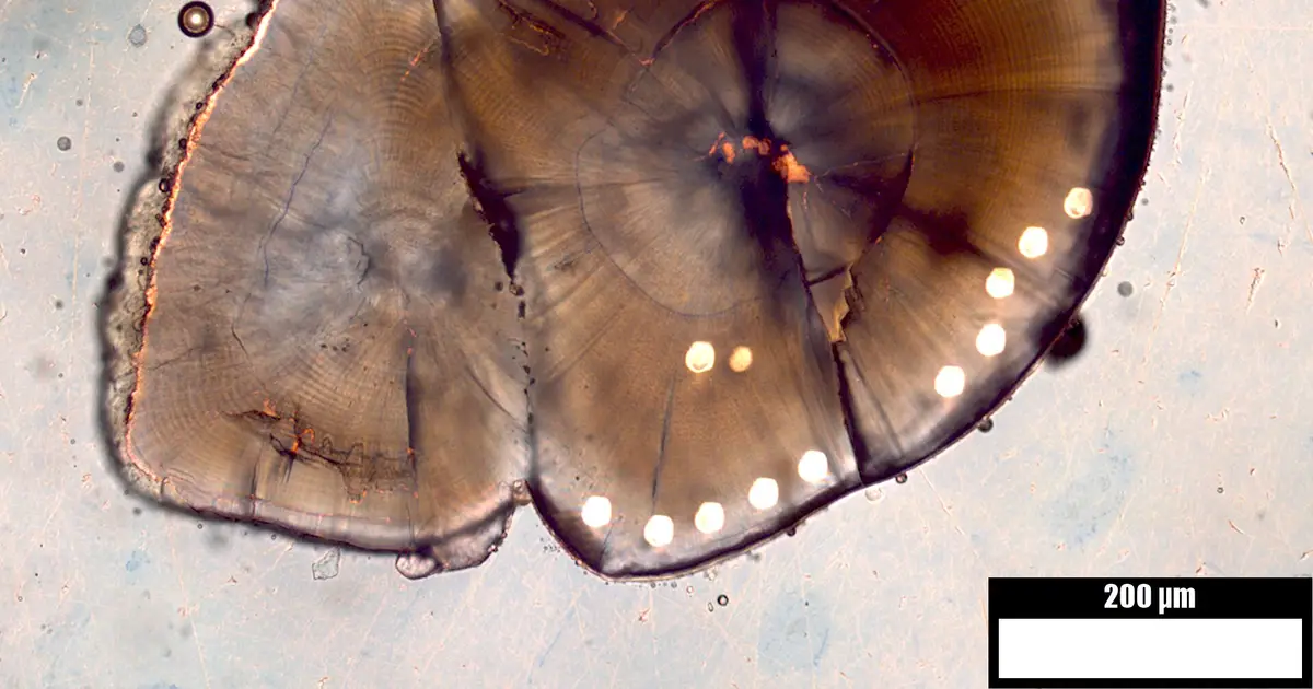 First 15 days of egg development may determine survival for California's most endangered salmon