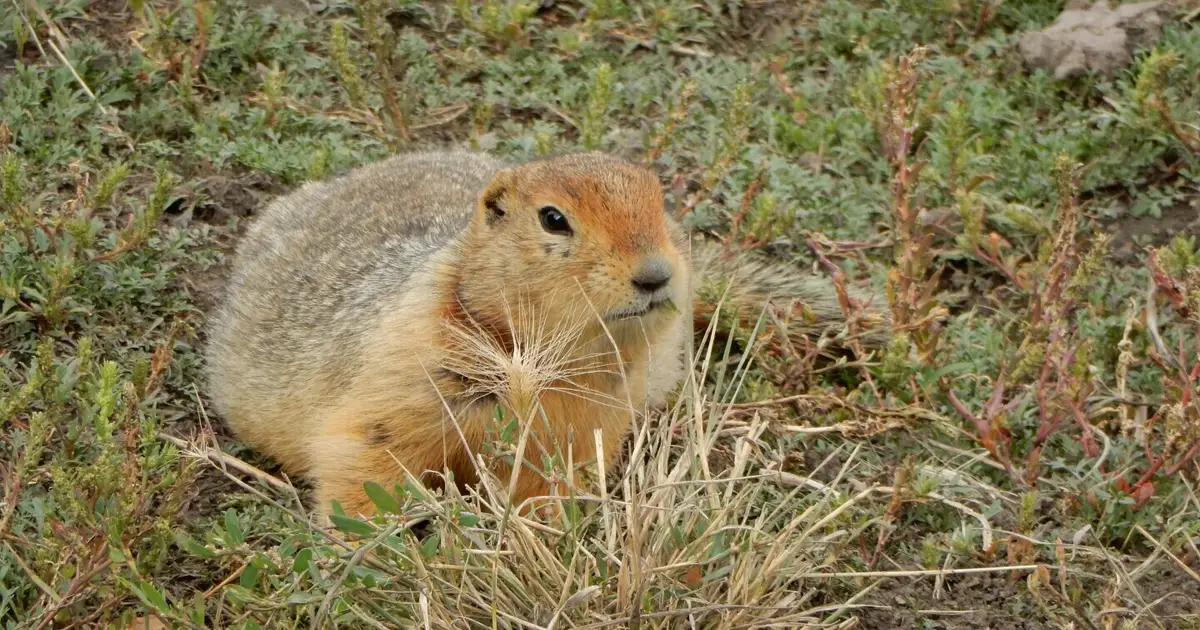 Ancient ground squirrel droppings reveal Arctic's rich evolutionary history