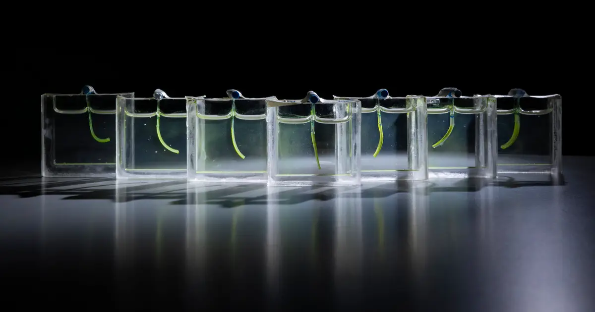 Algae-powered soft robot arm uses light to grasp and lift small objects
