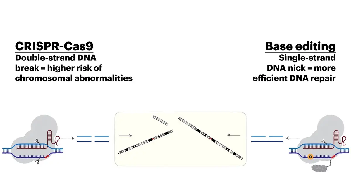 Shedding new light on DNA repair in early human embryos, with implications for gene editing