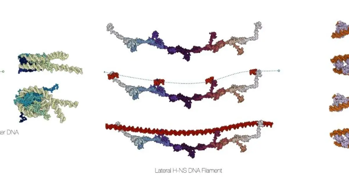 Open-source software unlocks rapid DNA structure generation and analysis in one workflow