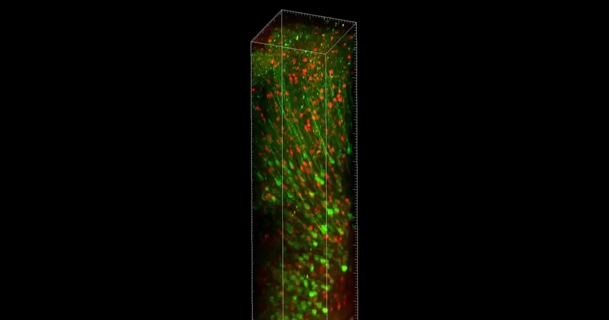 New microscopy platform enables imaging of neuronal activity at single-cell resolution at unprecedented tissue depth