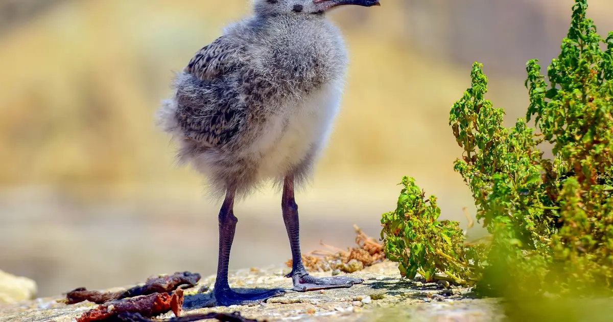 A young gull's mottled brown plumage acts as a 'not a threat' signal to territorial adults
