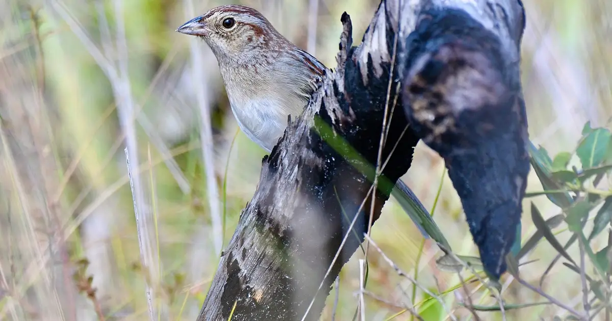 Acoustic environment may explain why some bird songs outlast others