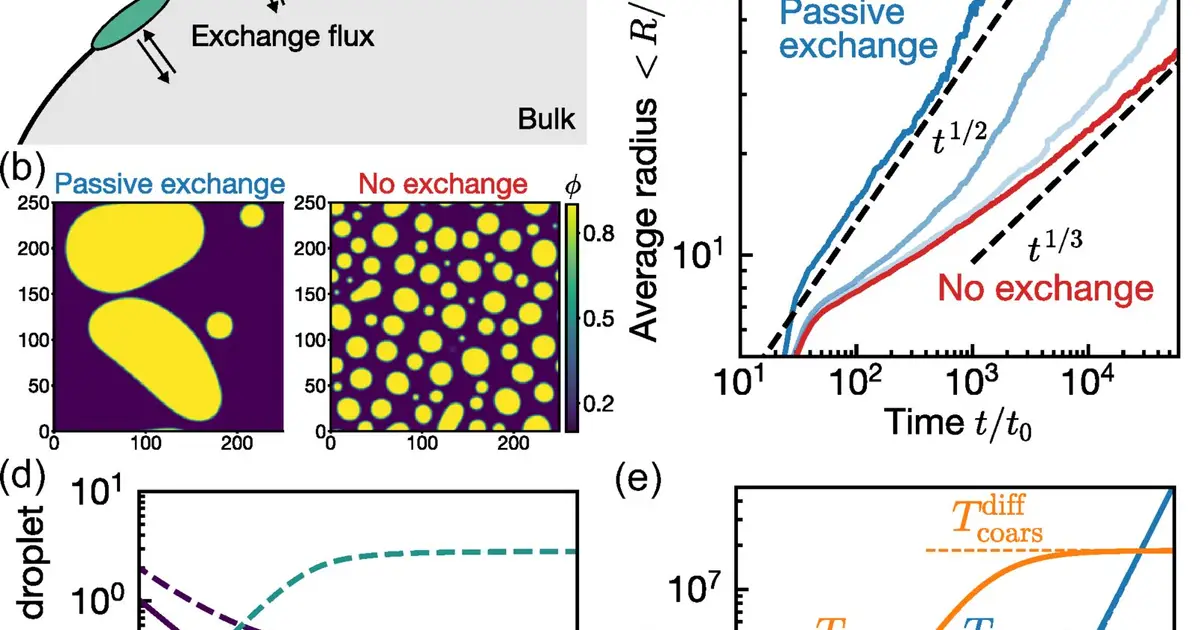 Active and passive membrane exchange reshape how cell surface clusters grow, study finds