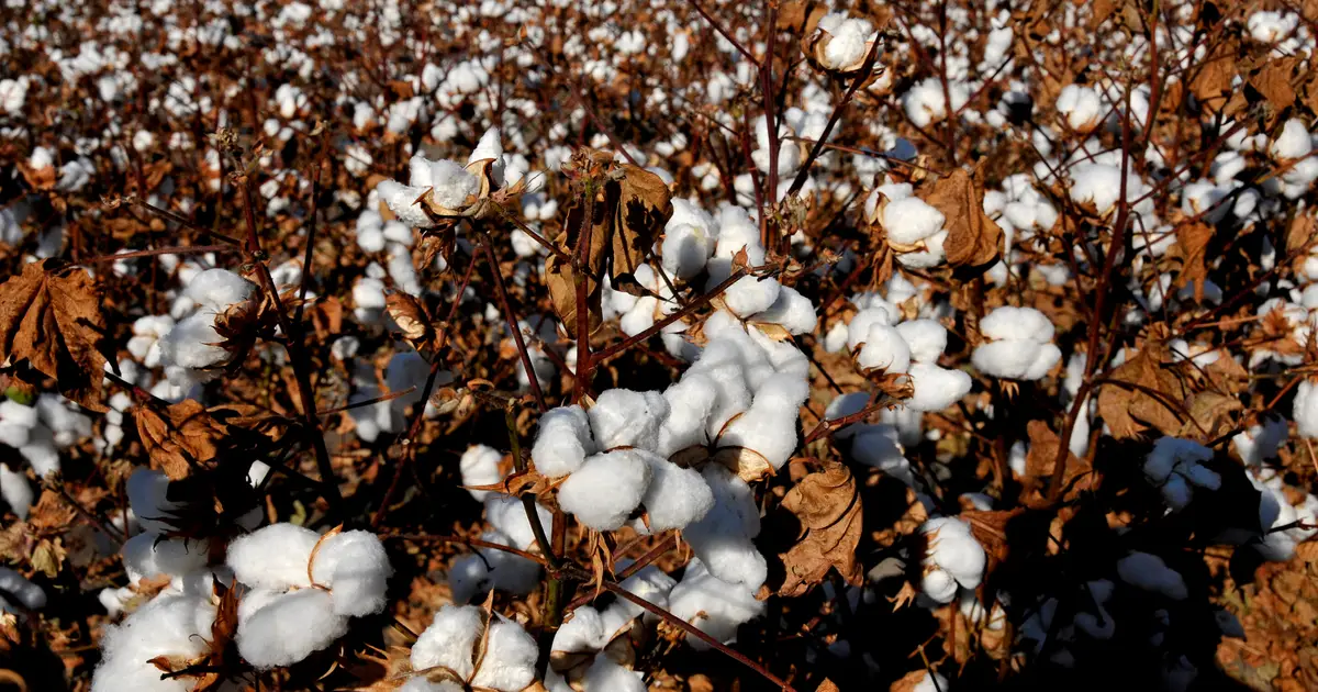 Adequate potassium management is key to maximizing cotton yield and fiber quality, researchers reiterate